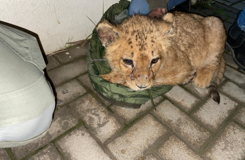  Abu Malek the lion cub is found in an apartment in the center of Israel. (photo credit: ISRAEL POLICE SPOKESPERSON'S UNIT)