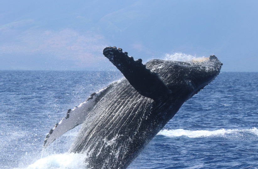  Illustrative image of a humpback whale. (photo credit: FLICKR)