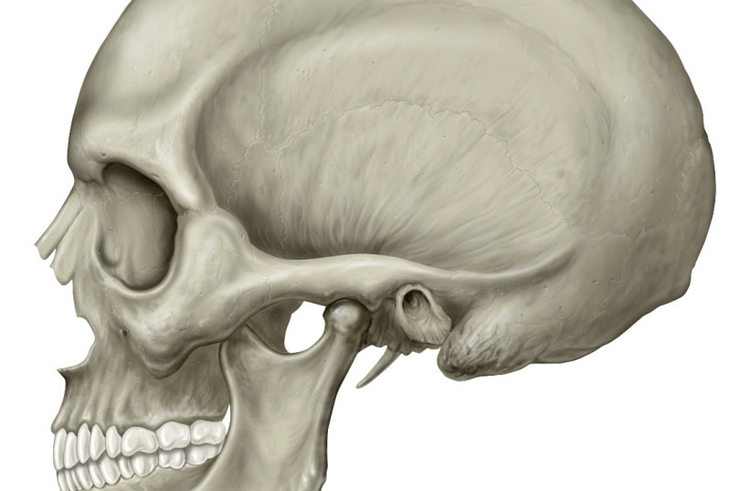  Human skull lateral view illustrative (photo credit: Wikimedia Commons)