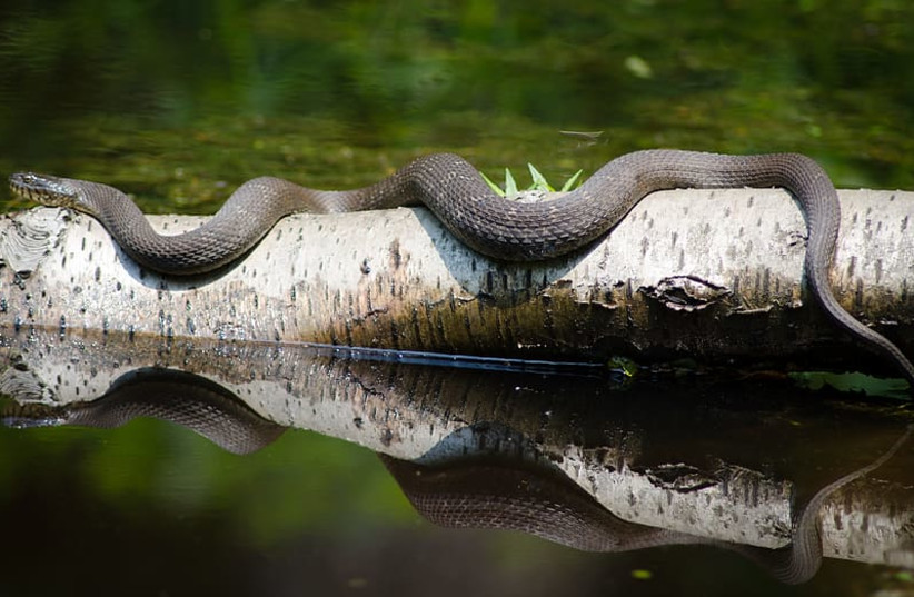  Illustrative image of a snake. (photo credit: PXFUEL)