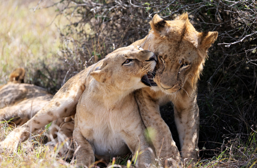 A lion and a lioness play inside the Nairobi National Park, Kenya, January 6, 2021. (photo credit: BAZ RATNER/REUTERS)