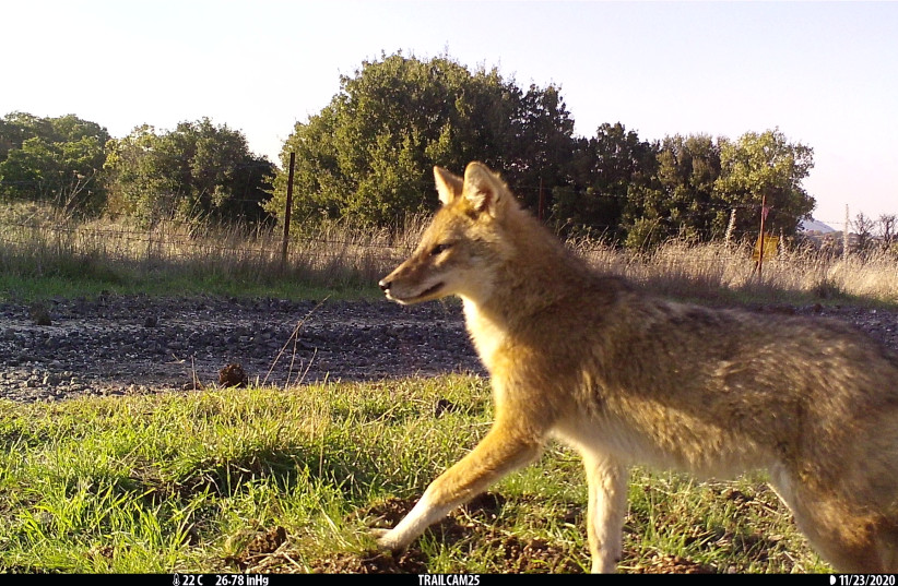  Close up of a golden jackal in the Golan Heights. (photo credit: Shlomo Preiss-Bloom, Scientific Reports)