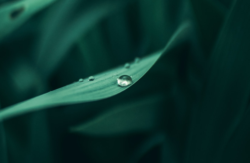  Dew on a leaf (photo credit: Pexels/Clement Percheron)