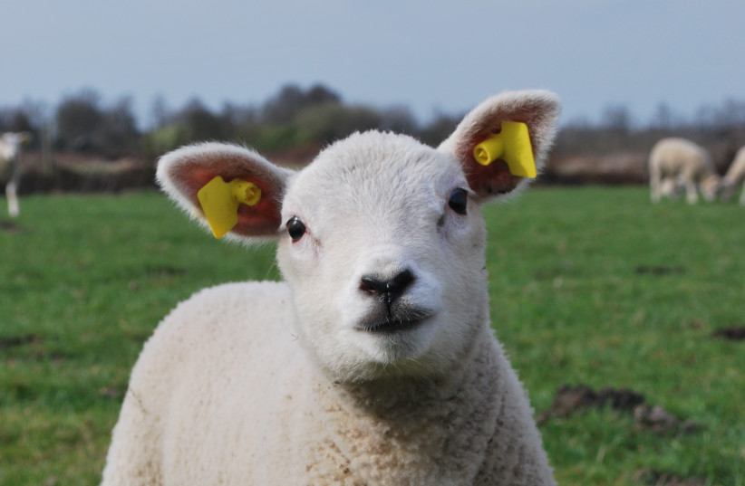  Image of a lamb (illustrative). (photo credit: Wikimedia Commons)