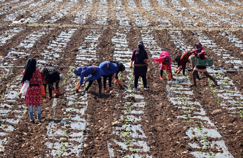 Syrian refugee women and children work in a field in Al-Khiam village, near the Israeli border in south Lebanon October 13, 2017. (photo credit: REUTERS/RUSSELL BOYCE)