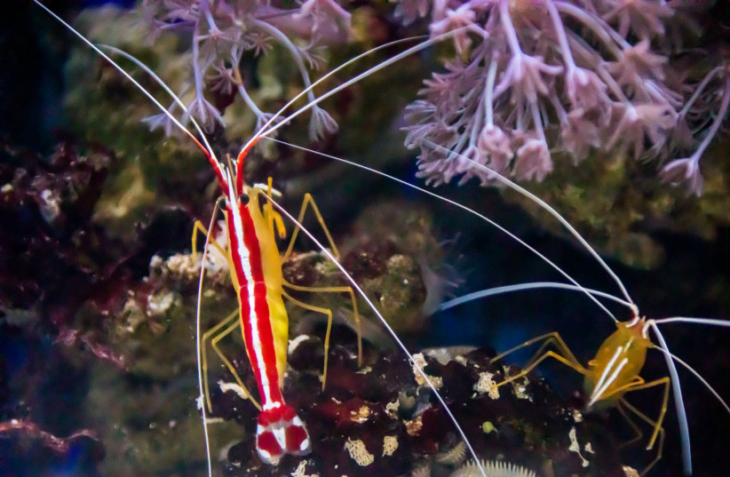  Pacific cleaner shrimp (Illustrative). (photo credit: PUBLICDOMAINPICTURES.NET)