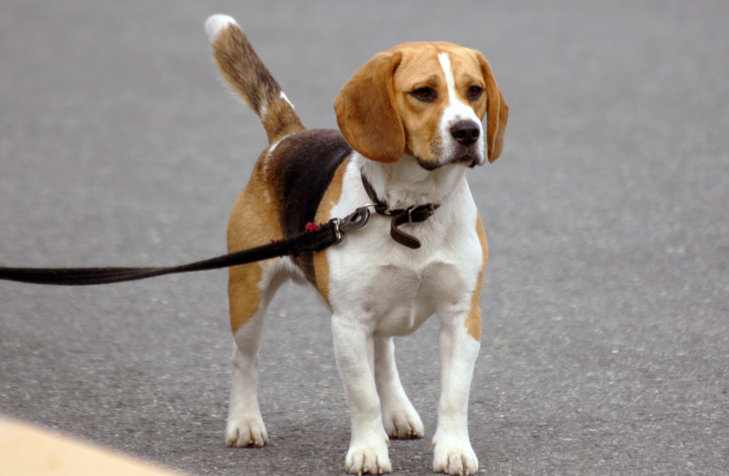  Illustrative image of a dog on a leash. (photo credit: Wikimedia Commons)