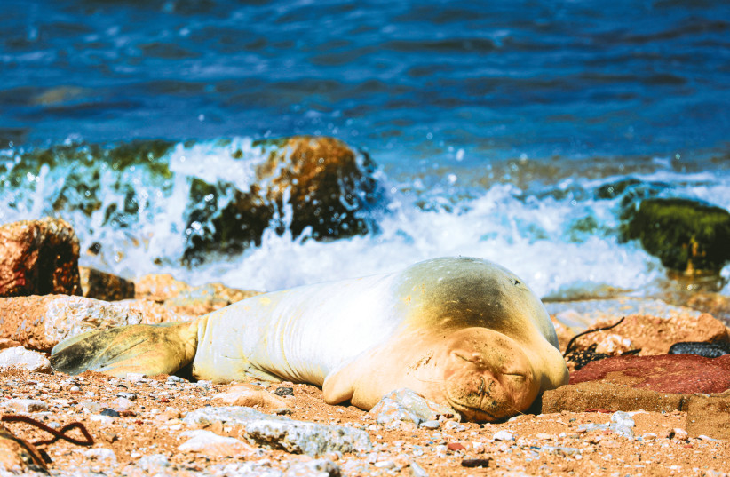  YULIA, AN endangered female Mediterranean monk seal, takes a nap on the shore in Jaffa on May 15 (photo credit: AMIR COHEN/REUTERS)