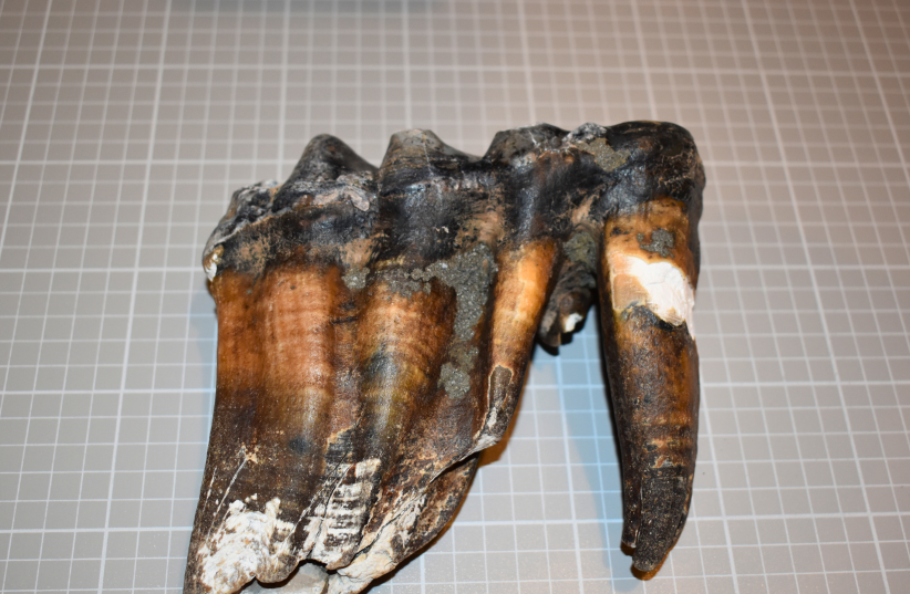  Pacific mastodon tooth (photo credit: Credit: Santa Cruz Museum of Natural History)