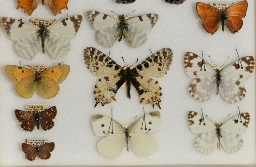  A box of Tristram-Cambridge butterflies; photo credit - Ofir Tomer – the photo was taken at the Natural History Museum at Oxford University (photo credit: Ofir Tomer)