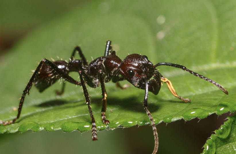  The South American bullet ant. (photo credit: WIKIMEDIA)