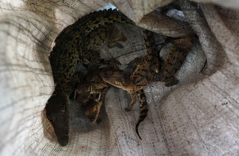Cuban crocodiles (Crocodylus rhombifer) recovered from a poacher, and given by the police to the director of the crocodile hatchery, rest inside a plastic bag before being released into nature at Zapata Swamp, Cienaga de Zapata, Cuba, August 24, 2022. Illegal hunting and hybridization with American  (photo credit: REUTERS/ALEXANDRE MENEGHINI)
