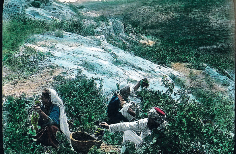  PALESTINIANS WORK in a vineyard growing in the old style, sprawling across the ground.  (photo credit: Prof. Yuval Ganot)
