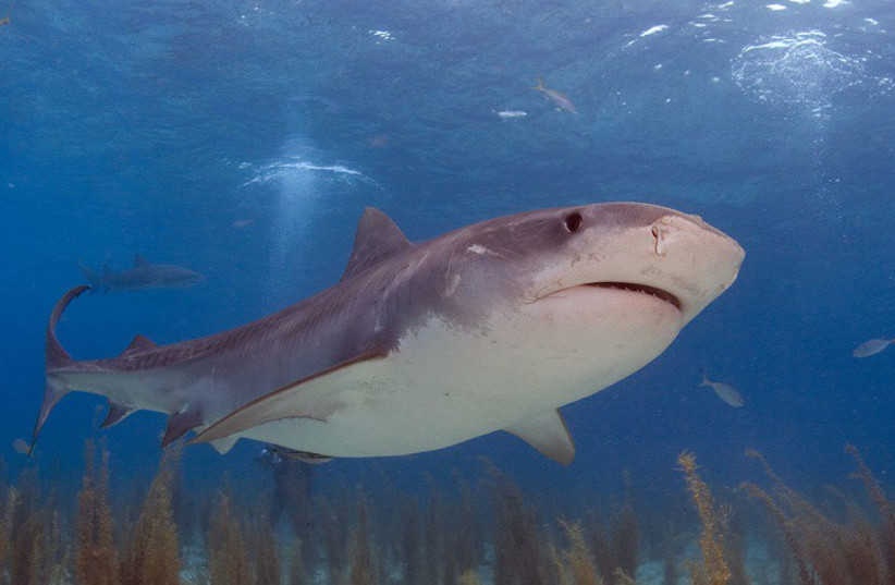  Tiger shark (photo credit: FLICKR)