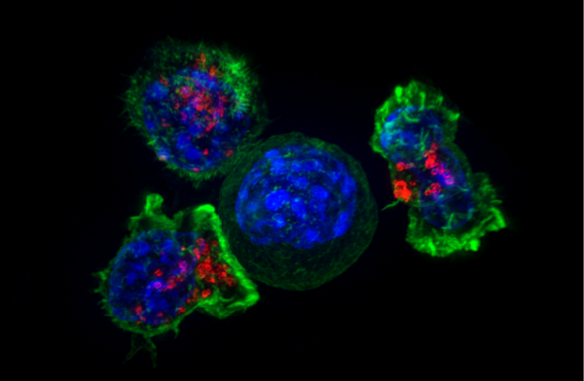  Superresolution image of a group of killer T cells (green and red) surrounding a cancer cell (blue, center). (photo credit: Wikimedia Commons)