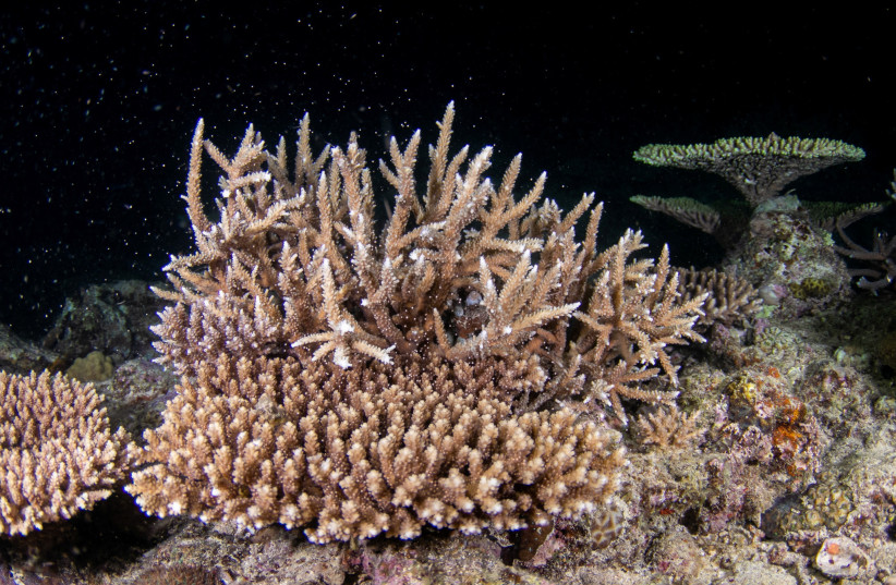  A view of coral spawning off the coast of Okinawa, Japan May 12, 2023 (photo credit: REUTERS/YUDAI TSUBONE)