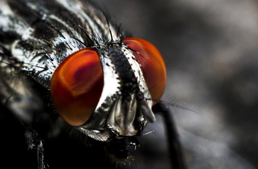  a fly (illustrative). (photo credit: PIXABAY)