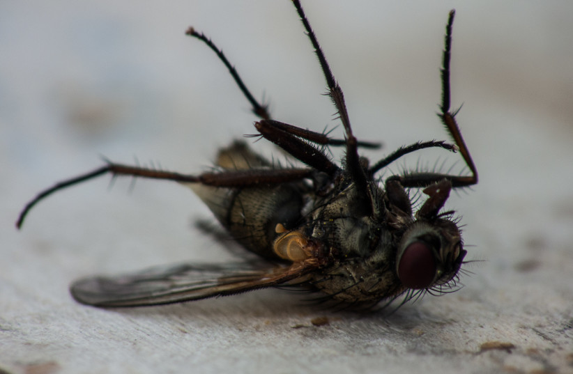  Dead fly (photo credit: Wikimedia Commons)