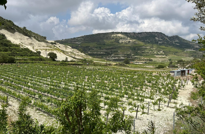  THE VINEYARD next to the Ktima Gerolemo winery in central Cyprus. Wineries are blossoming on the island.  (photo credit: MICHAEL STARR)