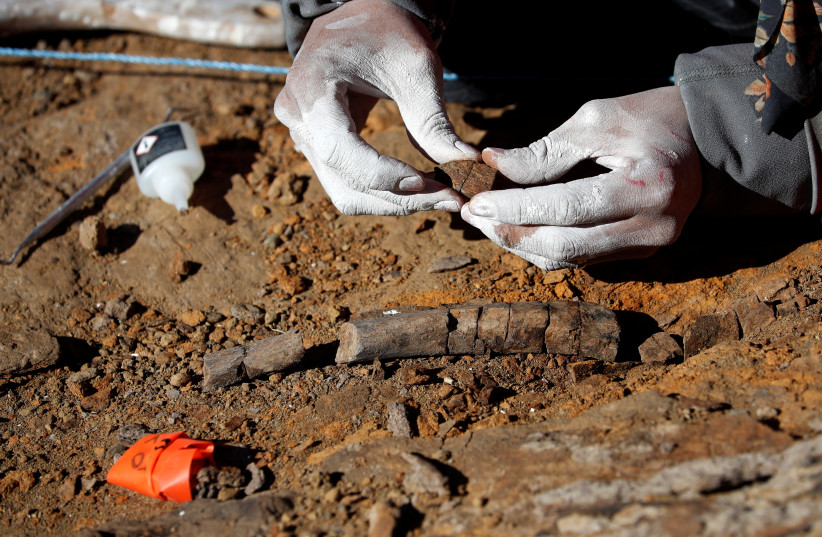  A paleontologist checks fossilized bones of the 'Gonkoken nanoi', a newly identified duck-billed dinosaur, that inhabited the Chilean Patagonian area, at El valle del rio de las Chinas, near Torres del Paine, Magallanes and Antarctic region, Chile, in this undated handout photo obtained by Reuters  (photo credit: Universidad de Chile/ Handout via REUTERS)