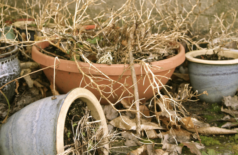  Dead plants in a pot (photo credit: CREATIVE COMMONS)