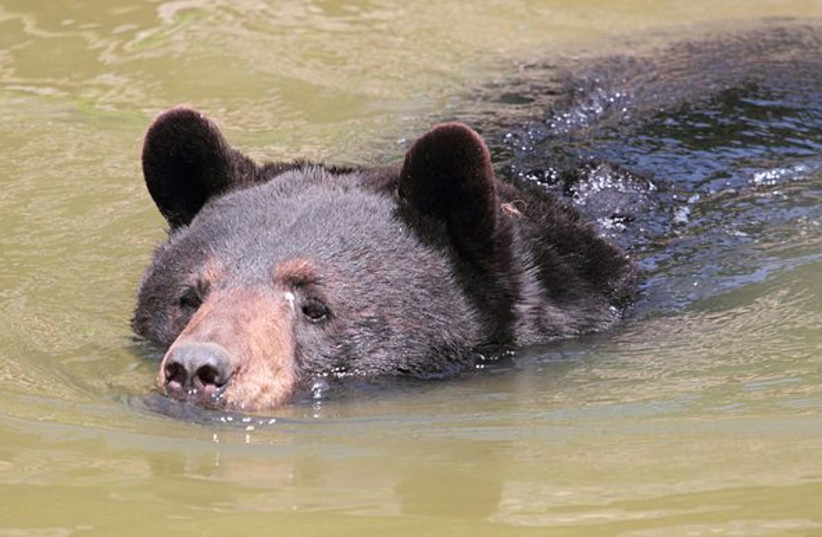 An American Black Bear swims in the water  (photo credit: Wikimedia Commons)