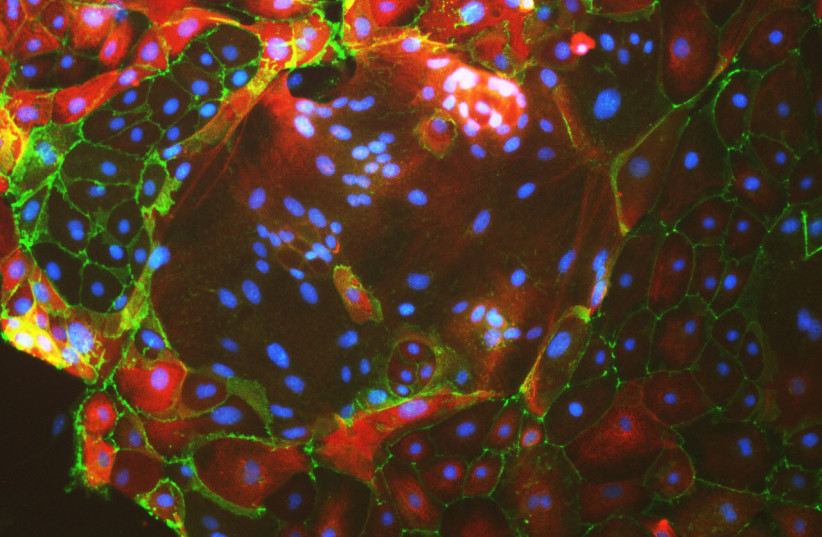 Placenta multinucleated cells (photo credit: MORIYAH NAAMA, BUGANIM LAB)
