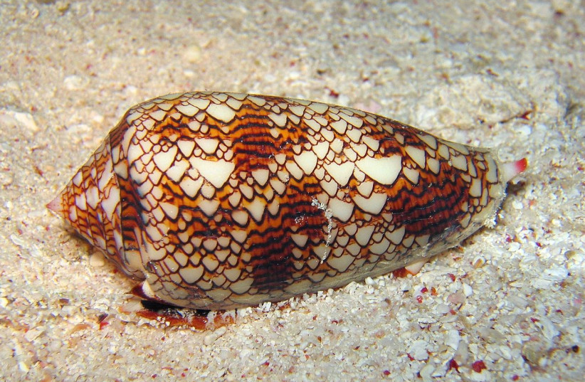  A live textile cone, (Conus textile) one of several species whose venom can cause serious harm to a human (photo credit: Wikimedia Commons)