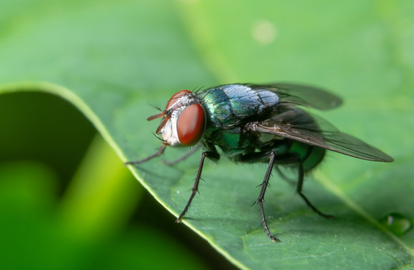  Keep these pesky bugs outside this summer (photo credit: INGIMAGE)