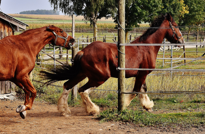 look-ma-no-toes-how-the-modern-horse-evolved-to-have-hooves-the