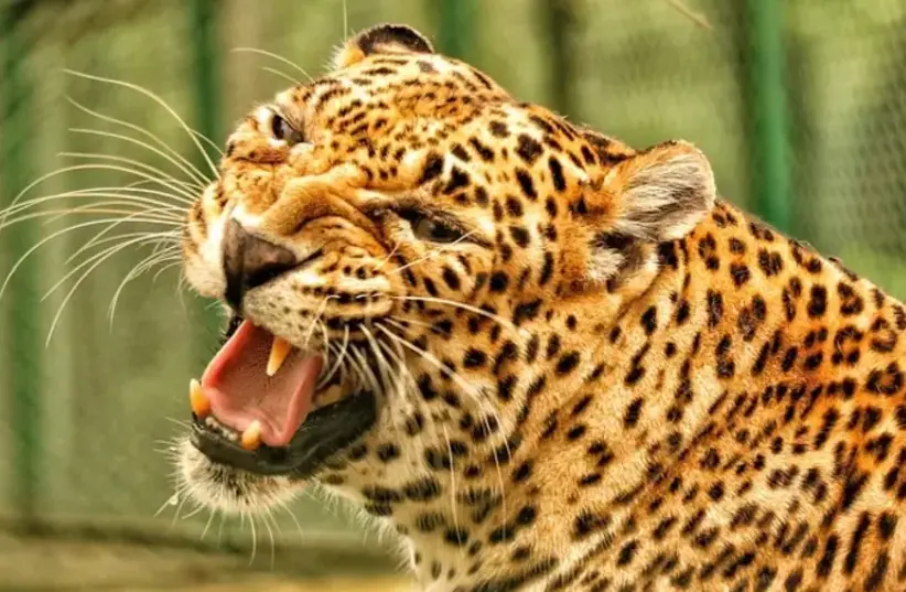  A leopard, growling (illustrative). (photo credit: MAARIV, PIXABAY)