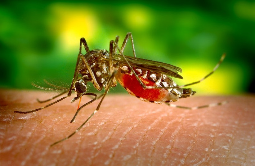  Mosquito feeding on blood (photo credit: Universiteit Leiden)