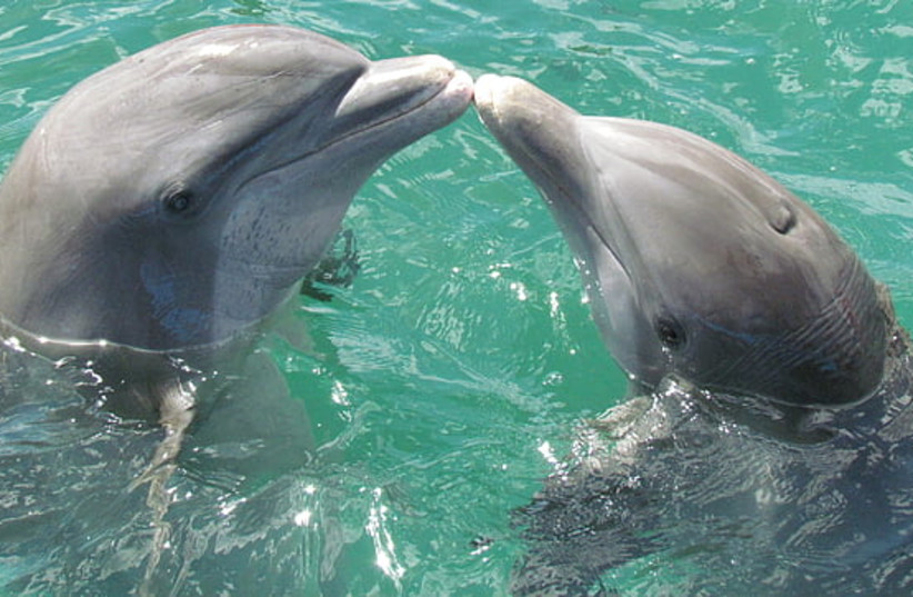  How do dolphins communicate? (illustrative) (photo credit: PICKPIK)