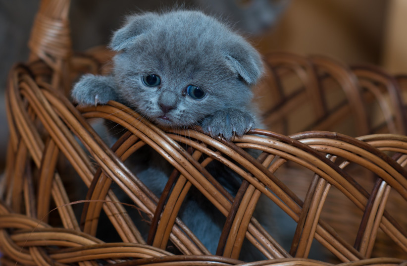  A cat in a basket (Illustrative) (photo credit: Vadim B/Pexels)