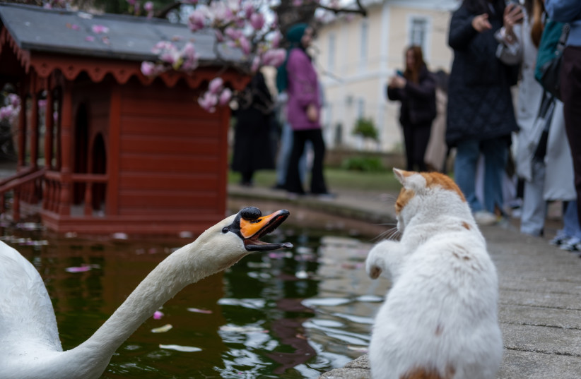A swan angry with a cat (Illustrative) (photo credit: Emrecan Algül/Pexels)