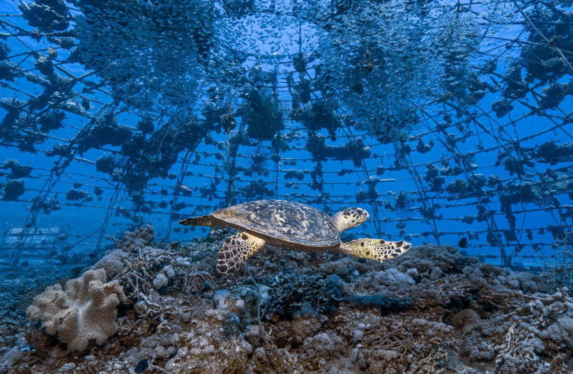  Tom Schlesinger's winning photo in the 2023 Eretz Israel Museum's nature photography contest. (photo credit:  Tom Schlesinger)