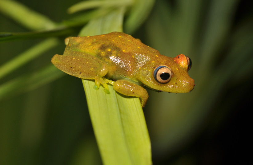  A frog sitting on a leaf (photo credit: Wikimedia Commons)