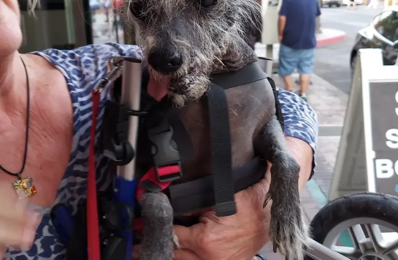  Scooter, 2023's Ugliest dog contest winner (photo credit: World's Ugliest Dog )