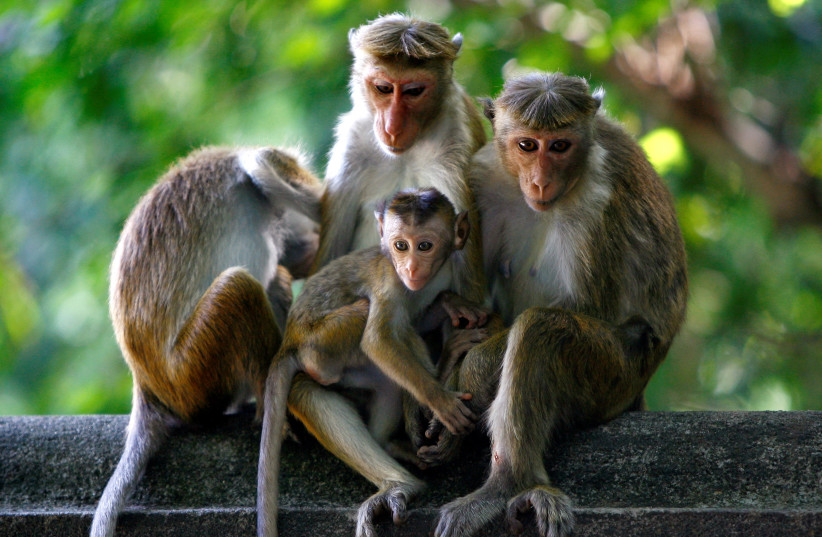 A group of monkeys rest on a wall at a Buddhist temple in Colombo, October 16, 2009. (photo credit: REUTERS/Andrew Caballero-Reynolds/File Photo)