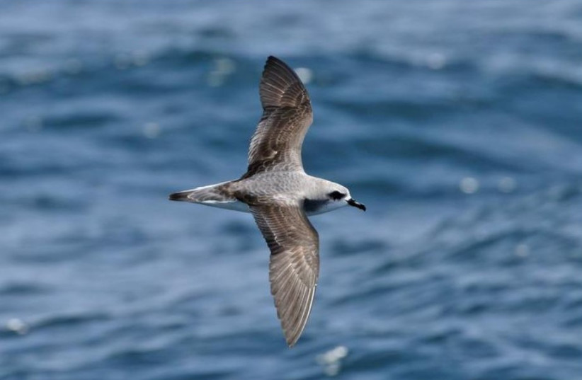  Cook's Petrel, from New Zealand, is an endangered species and is one of the seabirds most at risk from plastic exposure. During its migrations it crosses the Pacific Ocean, and its wintering areas are severely affected by the “big garbage island” of the North Pacific. (photo credit: PAUL DONALD)