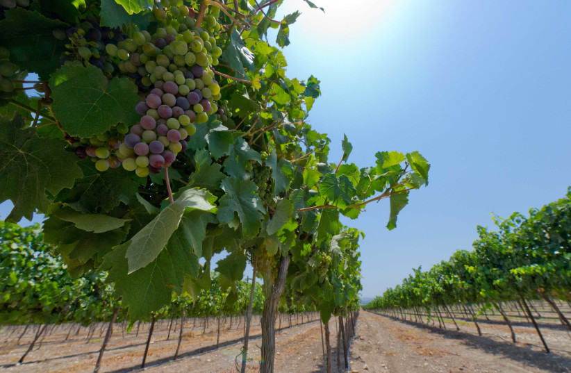  CARMEL WINERY has vineyards all over Israel: Here in the Upper Galilee. (photo credit: CARMEL WINERY)