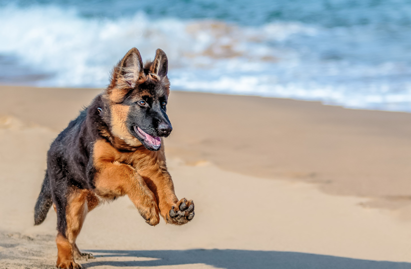  Dog running on the beach (photo credit: NOBBY CLARKE)