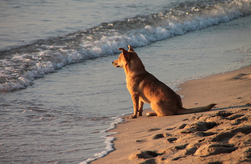  Dog sitting on the beach near the water (photo credit: PICKPIK)
