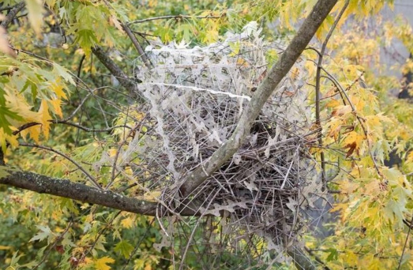  A magpie nest made of anti-nesting spikes in a tree in Antwerp, Belgium. (photo credit: Auke-Florian Hiemstra)
