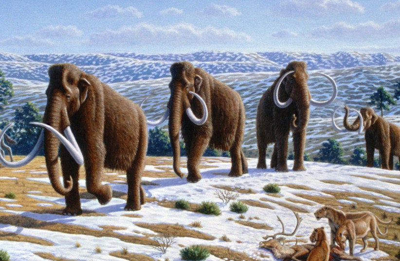  Artistic depiction of wooly mammoths. (creative commons) (photo credit: The World History Encyclopedia)