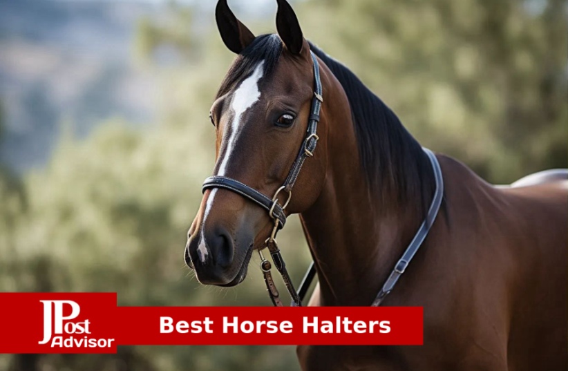  Best Horse Halters for 2023 (photo credit: PR)