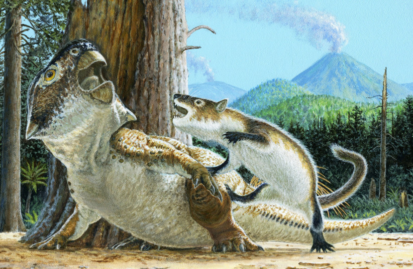  Cretaceous carnivorous mammal Repenomamus robustus attacking the plant-eating dinosaur Psittacosaurus lujiatunensis (photo credit: REUTERS)