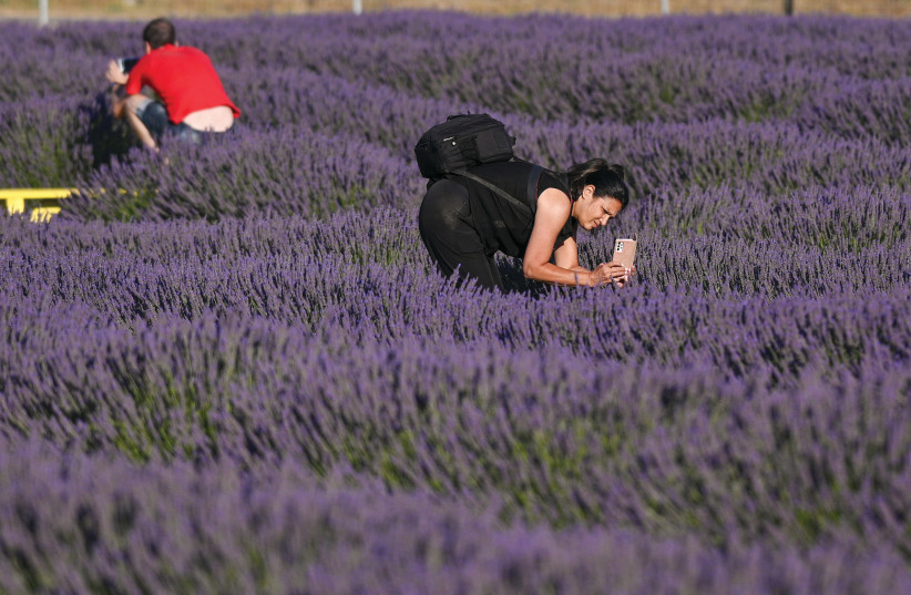  ENJOYING THE lavender-filled land at Kibbutz Sha’al on the Golan Heights. (photo credit: MICHAEL GILADI/FLASH90)