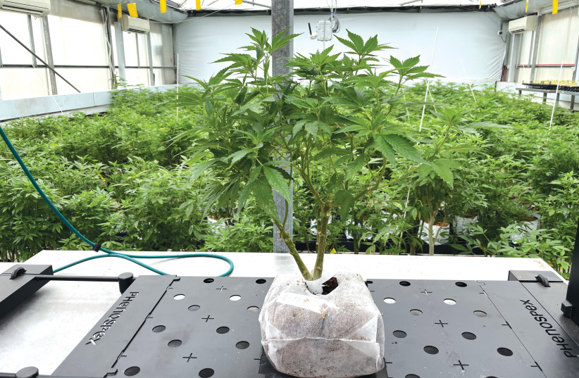  CANONIC PUTS its plants through rigorous testing, ensuring the best product for their patients (photo credit: Troy O. Fritzhand)