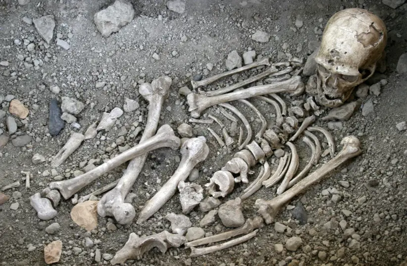 Illustrative image of skeletal remains of an early human. (photo credit: The World History Encyclopedia)